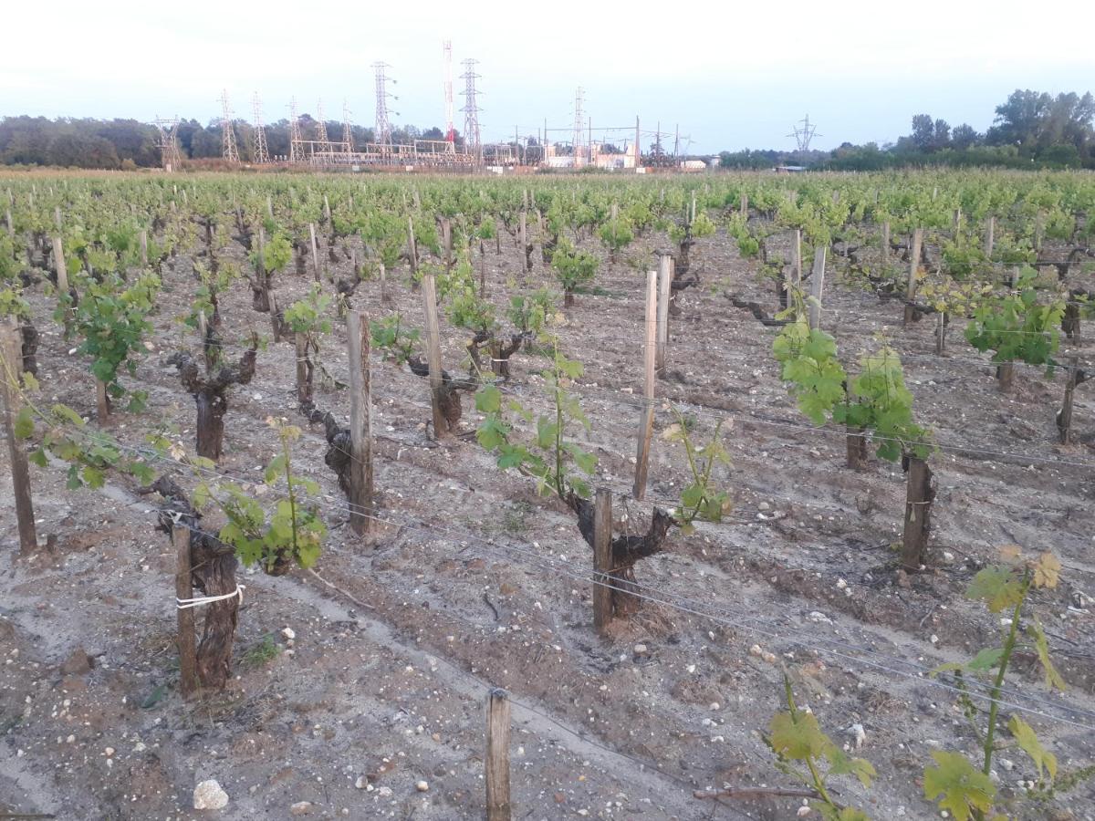 Chateau Gunes Cissac-Médoc المظهر الخارجي الصورة